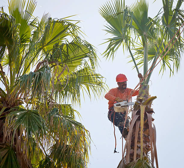 Best Professional Tree Care  in California, MD